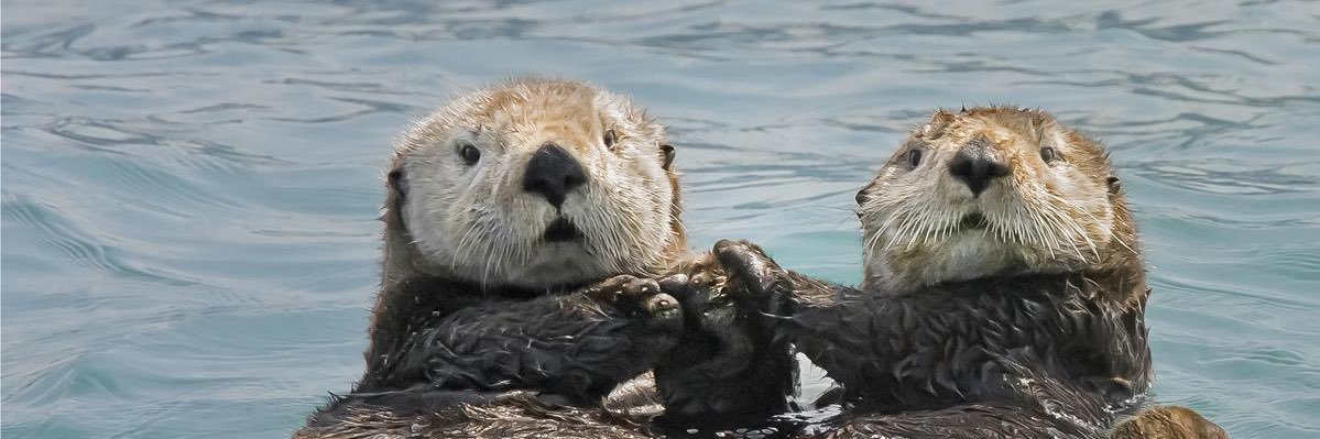 Timmy Nicksic banner