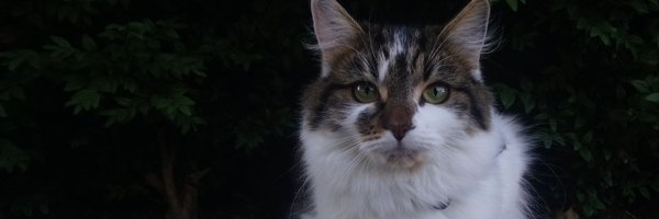 AmadeusFink Profile Banner
