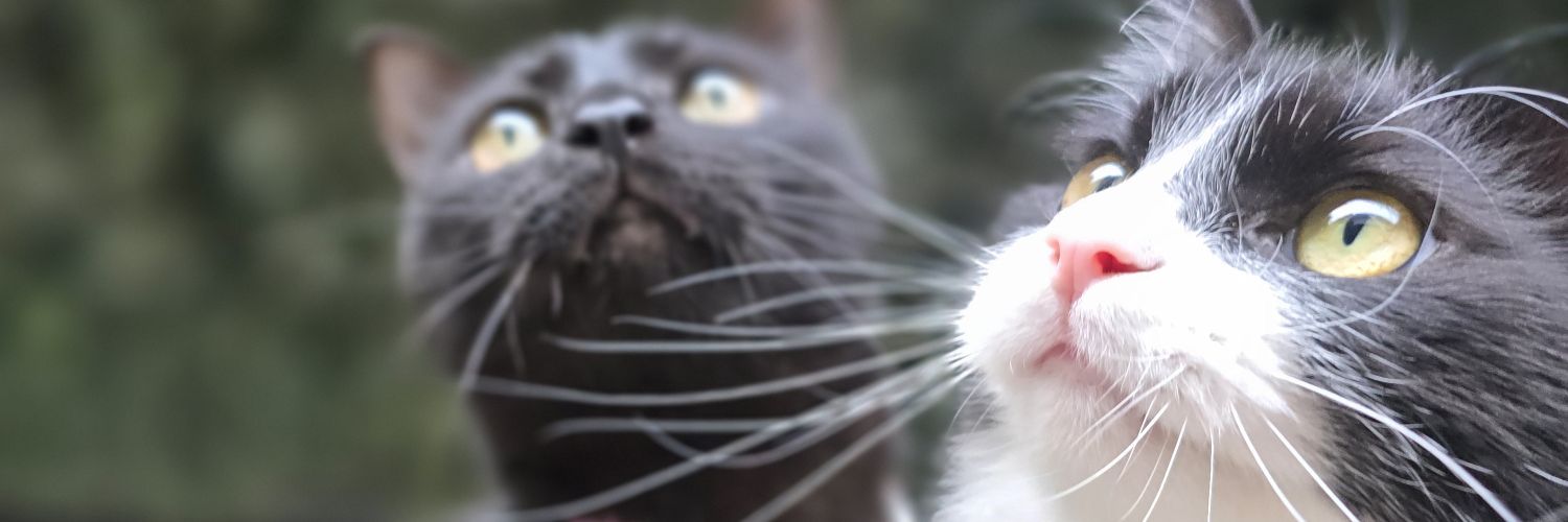 smappabaron's profile banner image