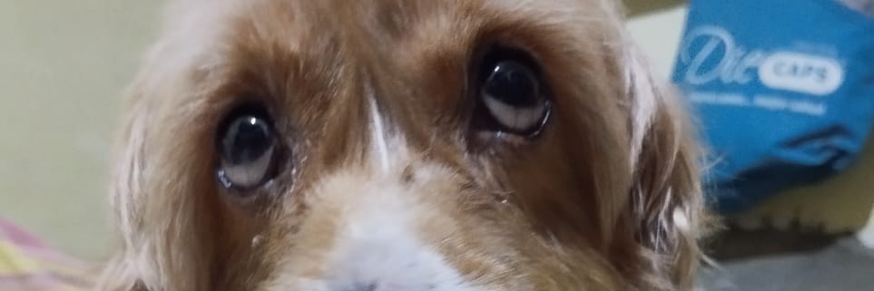 maigualida012's profile banner image