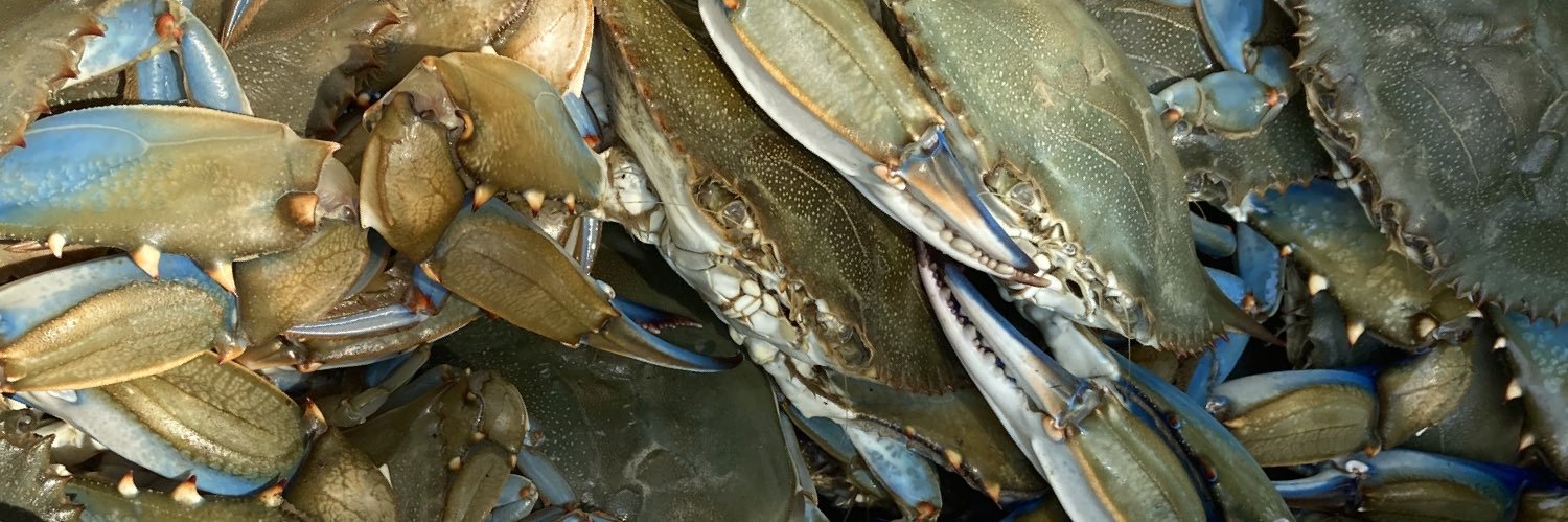 Scott Mongold banner