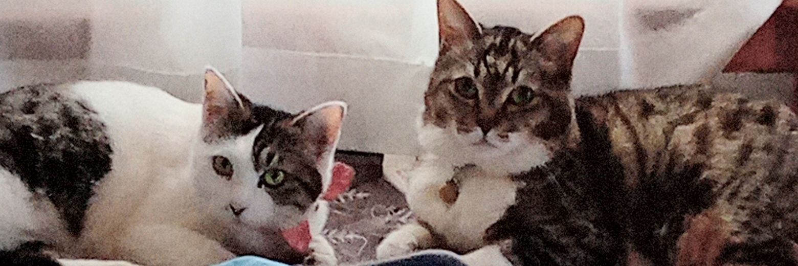 memifu's profile banner image