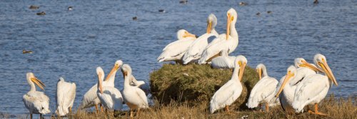 birdingbnb's profile banner image