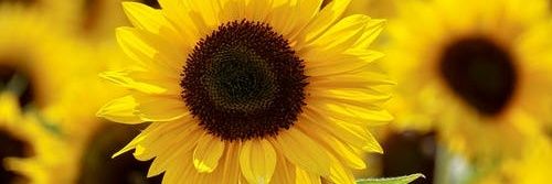 Fiona Davidson banner