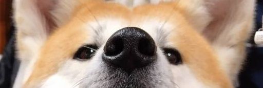 アボカドプリン🥑🍮 banner