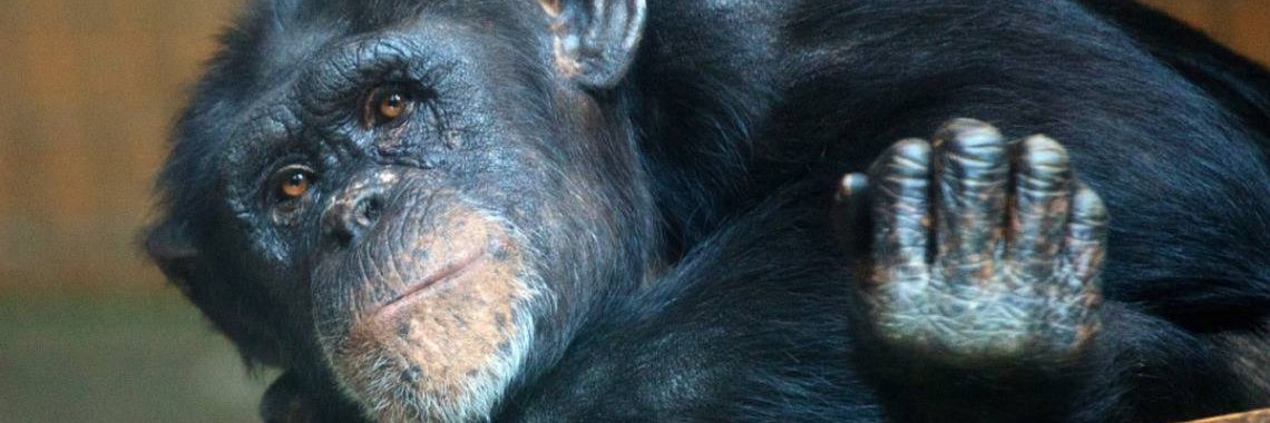 Duke Evolutionary Anthropology banner