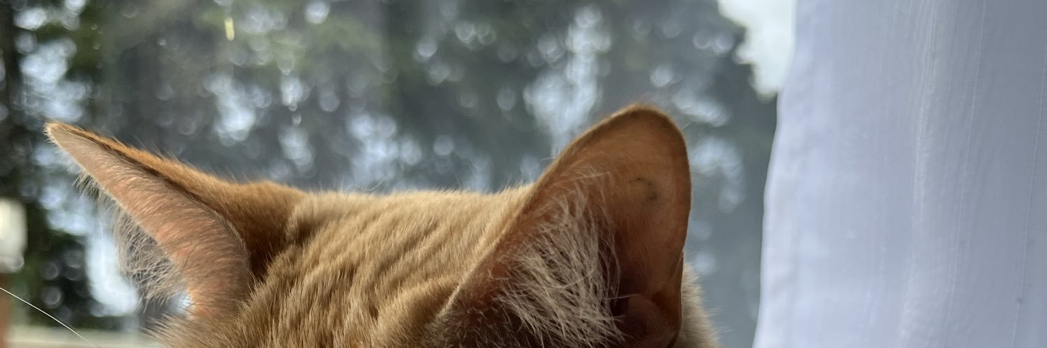 bebamolis's profile banner image