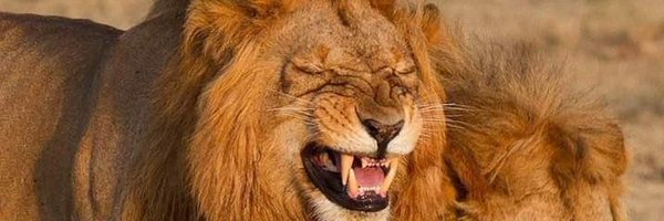 BG__ibrahim Profile Banner