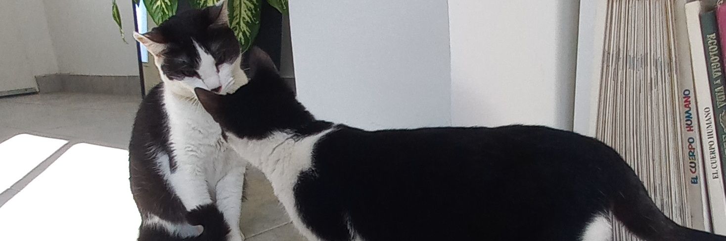 evemedrano_'s profile banner image