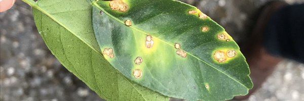 APSbacteriology Profile Banner