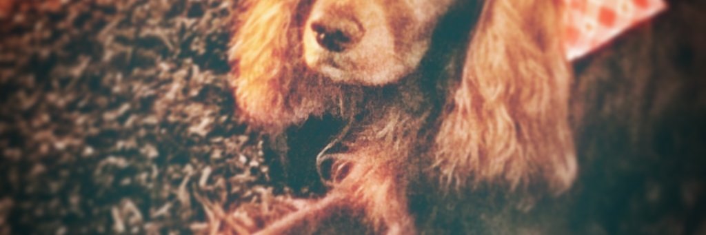 albimoray's profile banner image