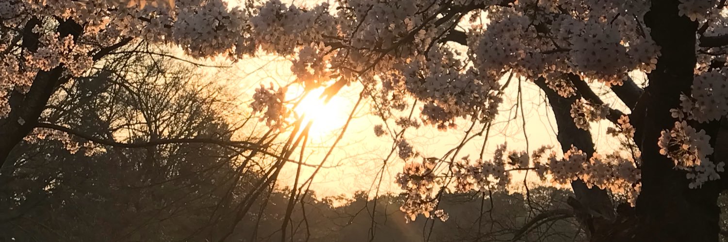 soratsakura's profile banner image