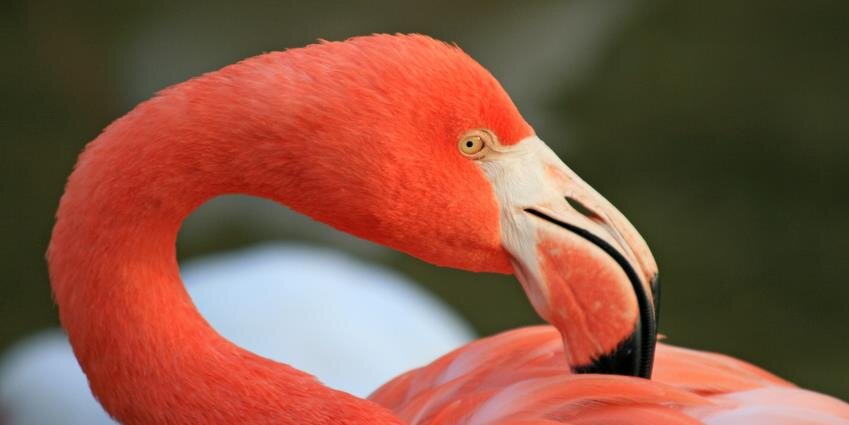 NASW Florida Chapter banner
