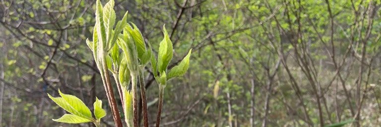 研究力と教育力を向上！...大坪嘉行 (GenomeMatcher開発者) banner