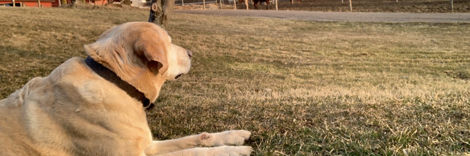 paigeharrison03's profile banner image