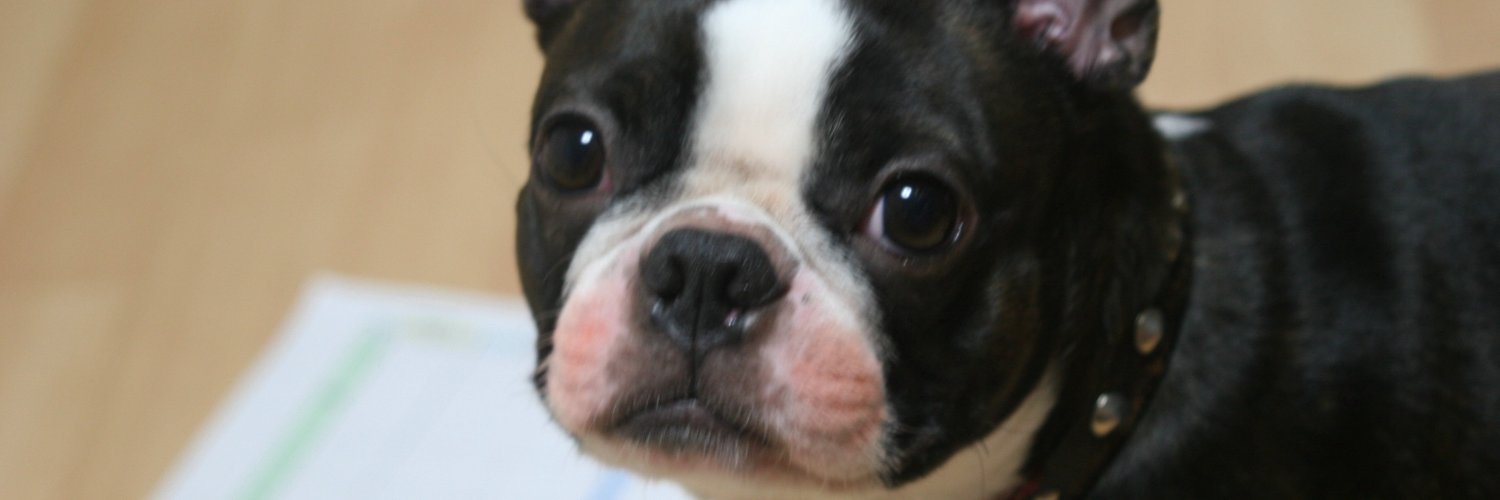 pooky banner