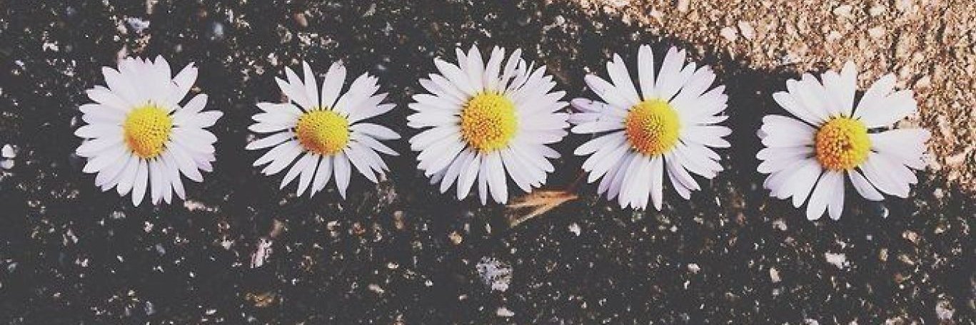 liima_babi's profile banner image