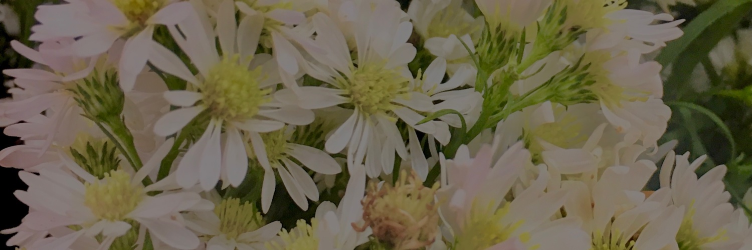 ayurikaw's profile banner image