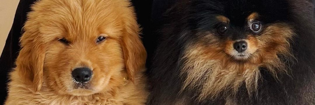 เดินยังเซรักนายโอห์มมี่กับน้องโบอิ้ง🐻🐶💙 banner