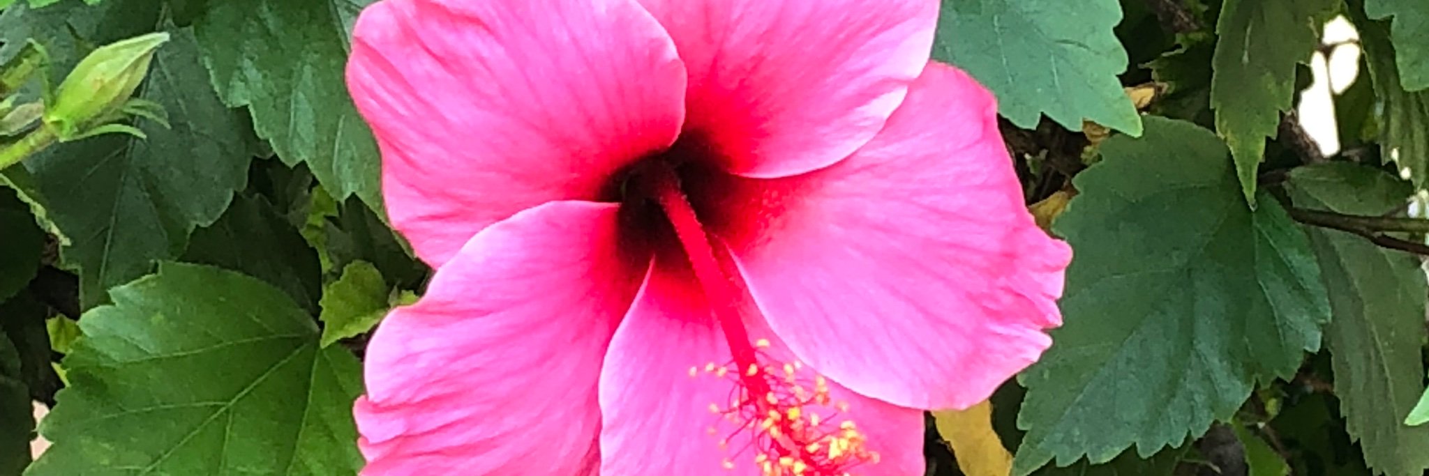 TheBestDon's profile banner image