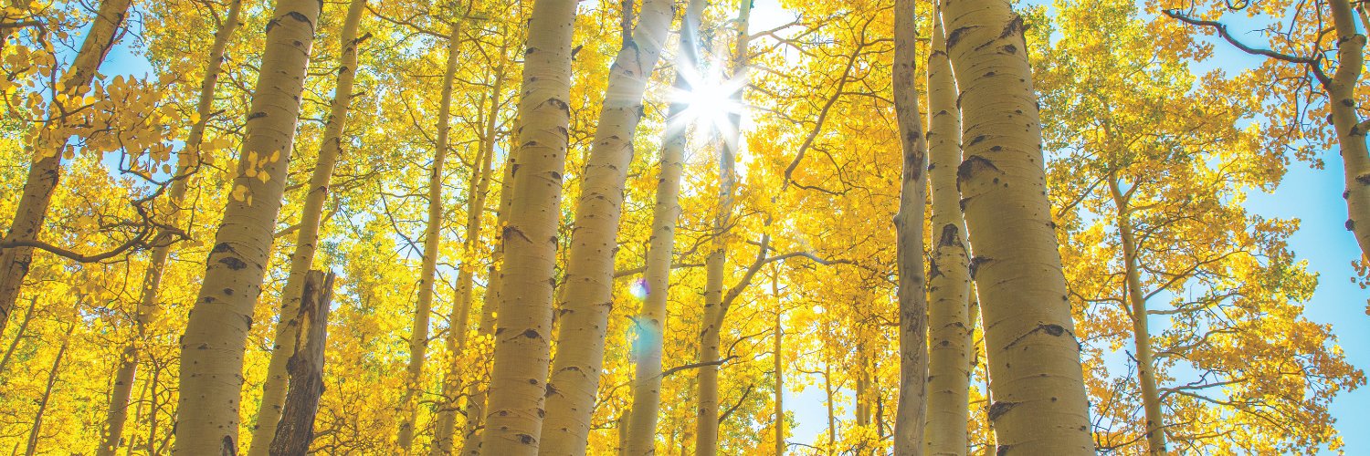 Early Childhood Council Leadership Alliance banner