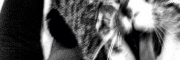 nicowen Profile Banner