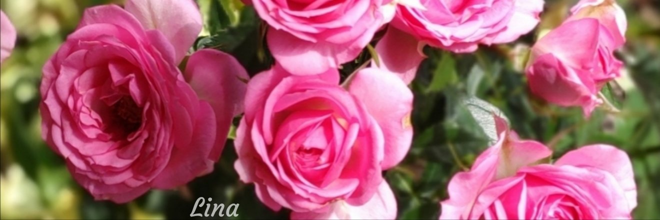 Lina 🌸's banner