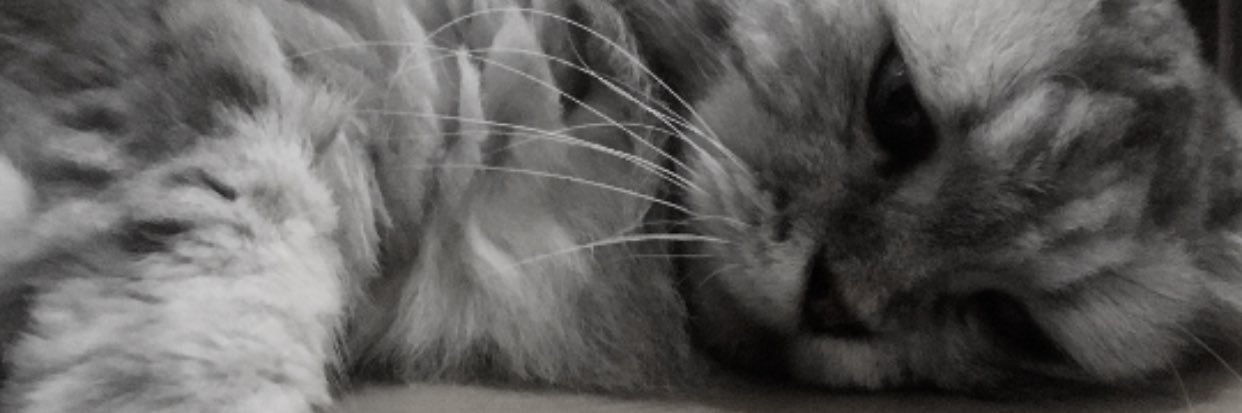 WellieKAPPE's profile banner image