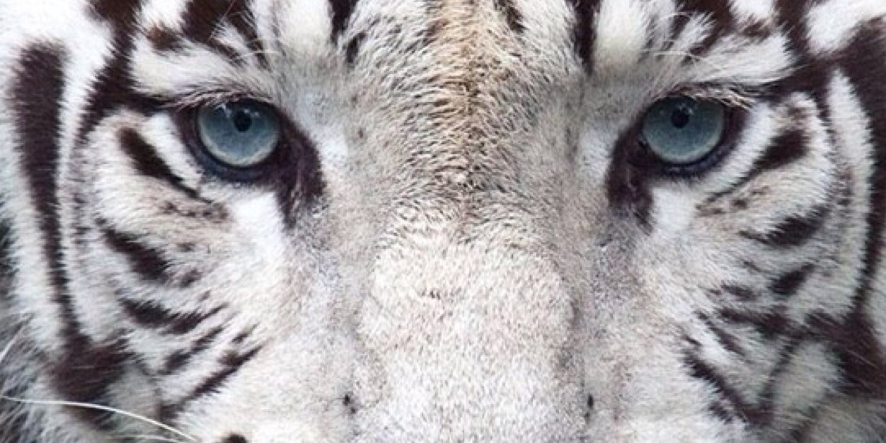 AdrianoTruthful's profile banner image