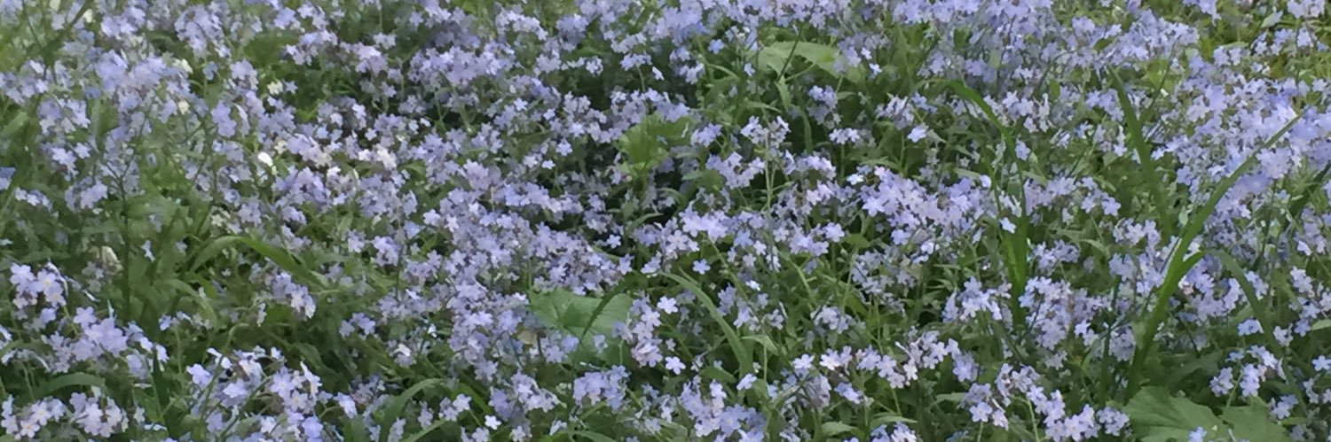 лиза абрикосова banner