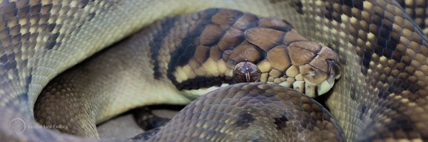 LineLeague Profile Banner