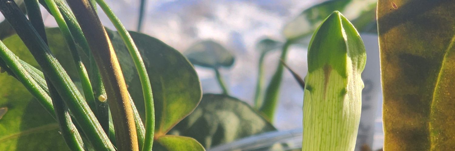 Eclipse 🌑💫 banner