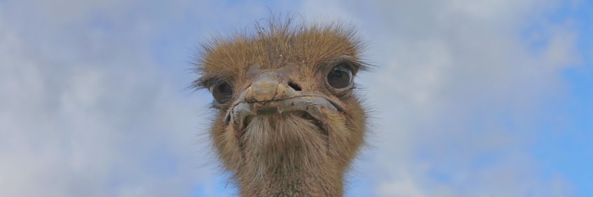 beerkale's profile banner image
