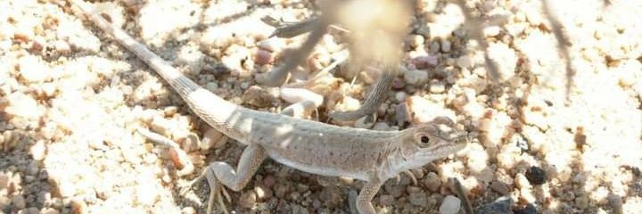 ごもじもじ／寺本悠子 banner