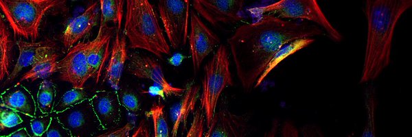 DimmelerLab Profile Banner