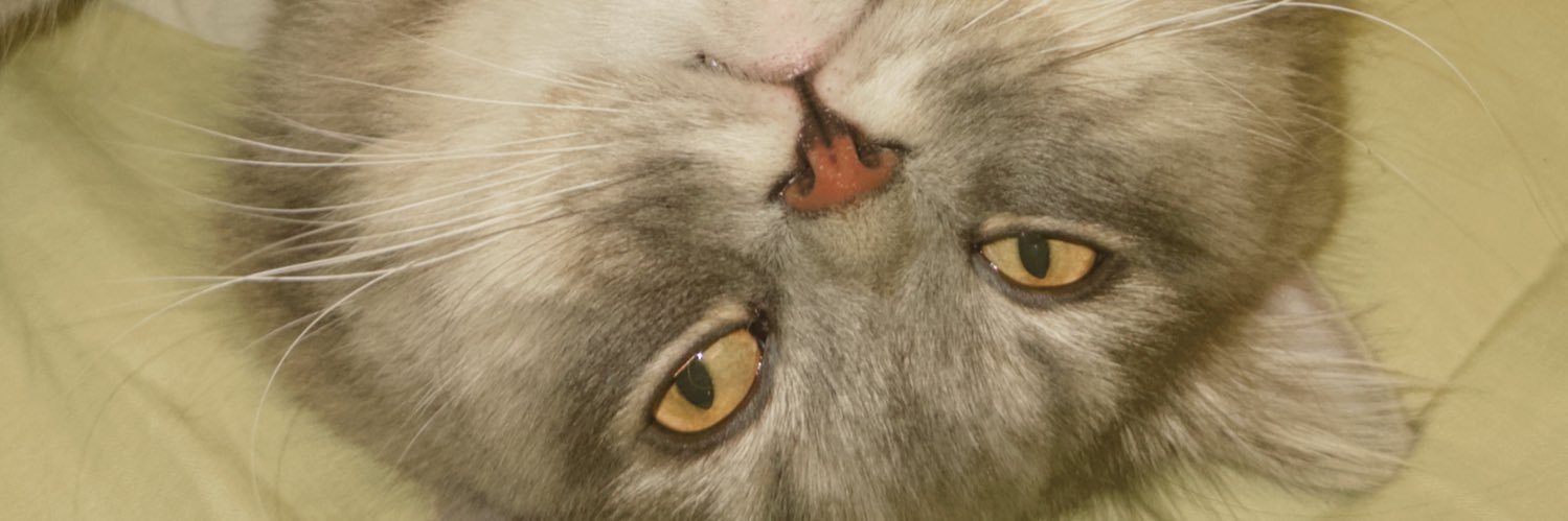 falsmcrns's profile banner image