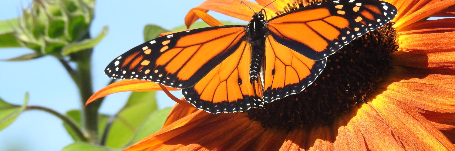 MonaAnom3's profile banner image