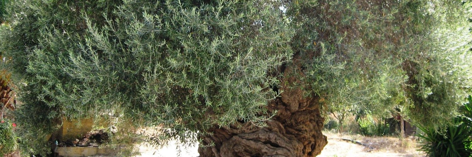 Ubu 🇵🇸 🇺🇦 🇸🇩🌏 banner