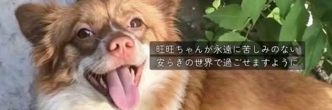 yuladyanimal's profile banner image