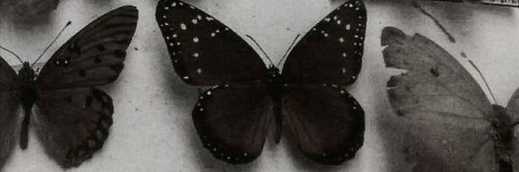 vvvwinterb3ar's profile banner image