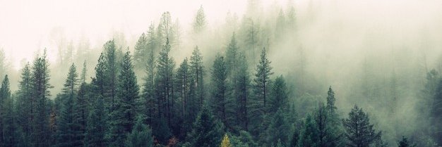 Nerea banner