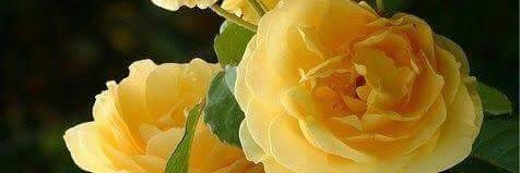 manas998800's profile banner image