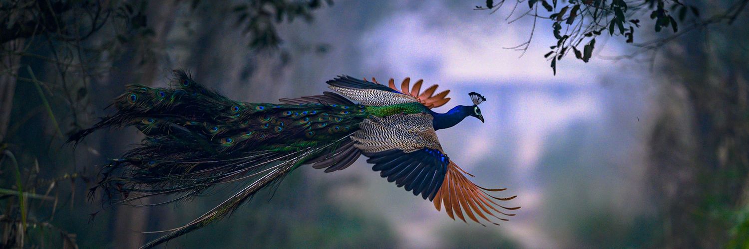 dasappanavar's profile banner image