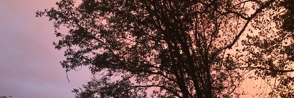 avivabechky Profile Banner