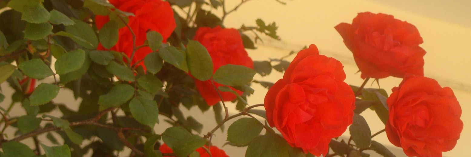 radhika_22's profile banner image