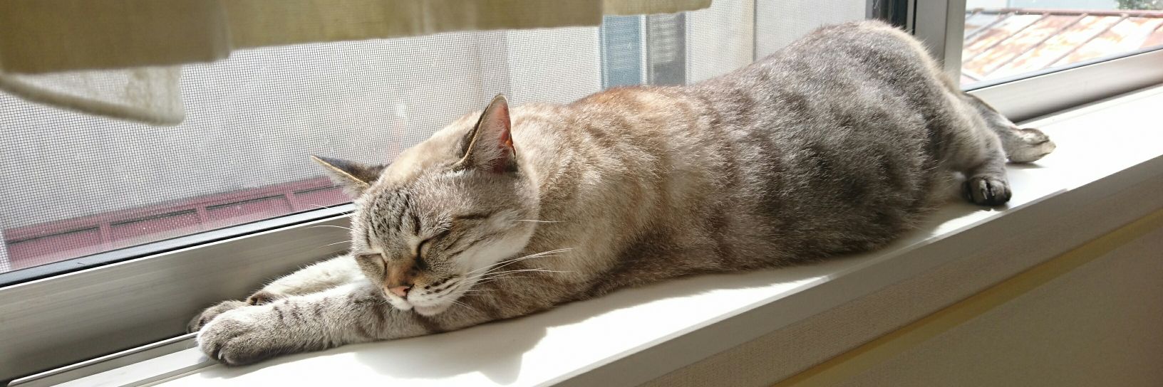猫田 2025.2.22～ ばななリンパ腫闘病中🐱 banner
