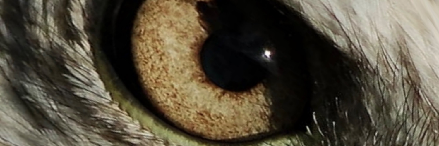 Prita 🦅🇺🇸 banner