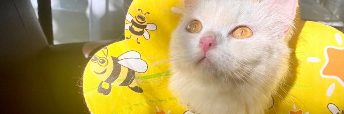 numeeow's profile banner image