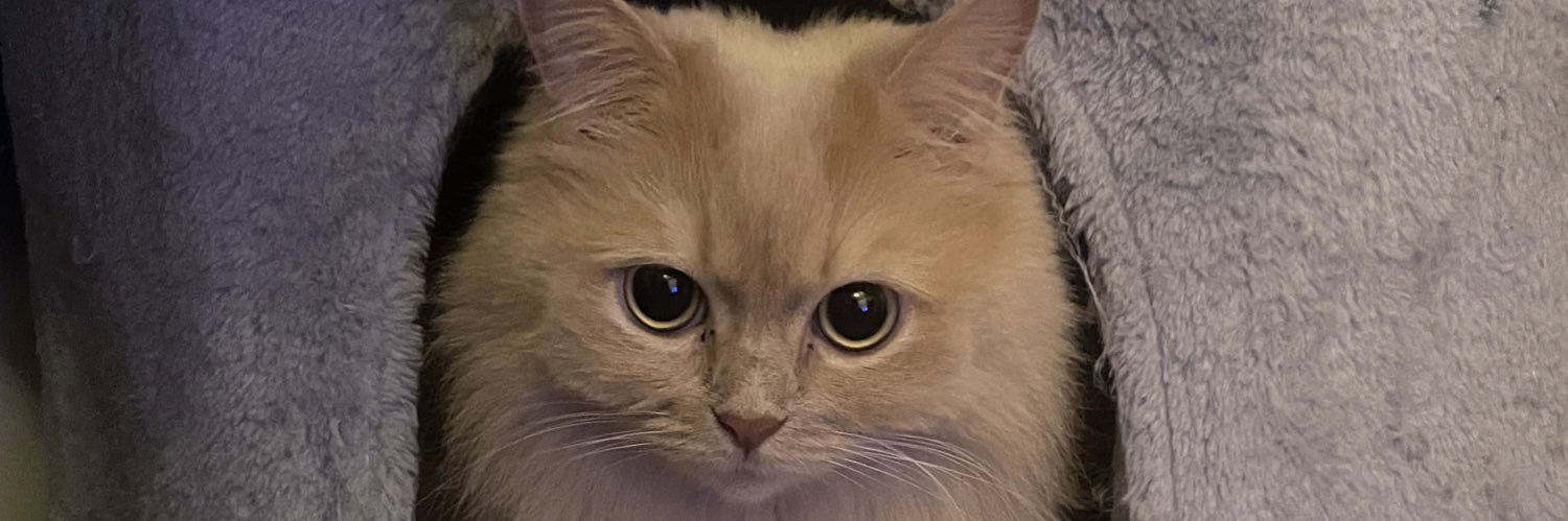 vividolp0's profile banner image