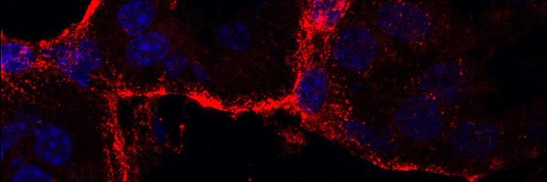 NealLabPitt Profile Banner